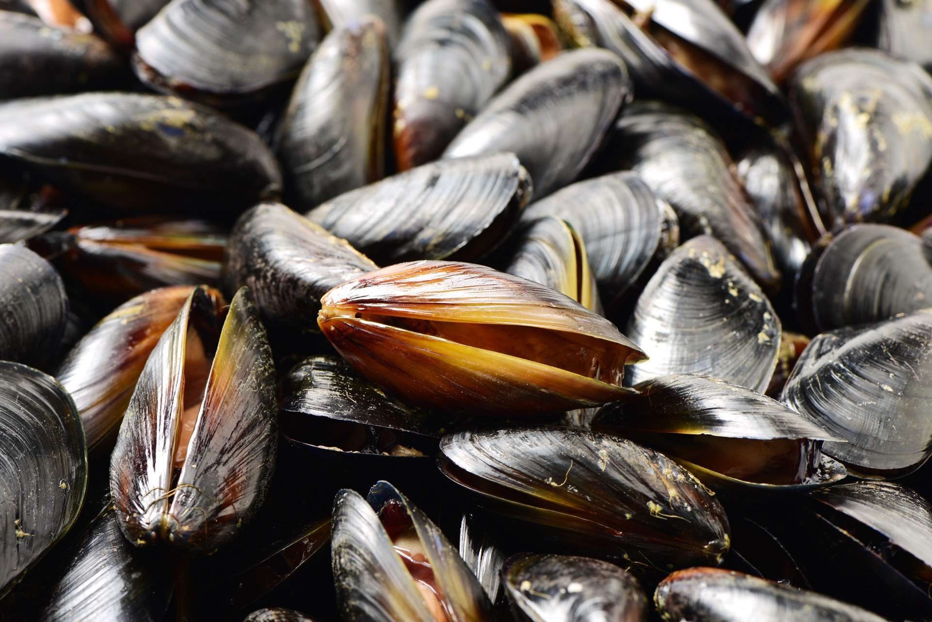 Mussels - Mosselrestaurant De Oude Haven